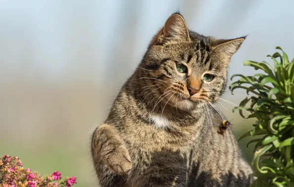 Cat, summer, cat, look, leaves, light, pose, bee