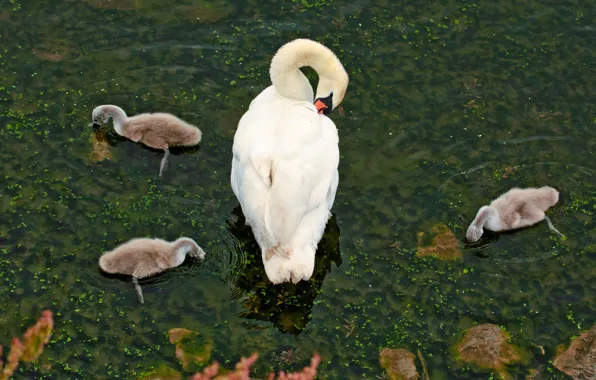 Birds, swans, Chicks, pond, brood, the Lebeda