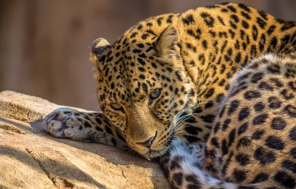 Animals, predator, leopard, zoo
