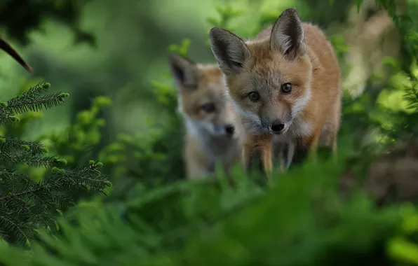 Forest, Fox, a couple, faces, cubs
