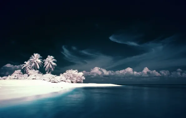 The sky, Water, White, Island, Palm trees