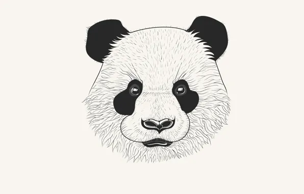 Head, Panda, panda, white background. minimalism