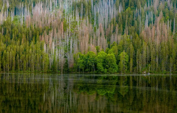 Forest, trees, nature, reflection, river