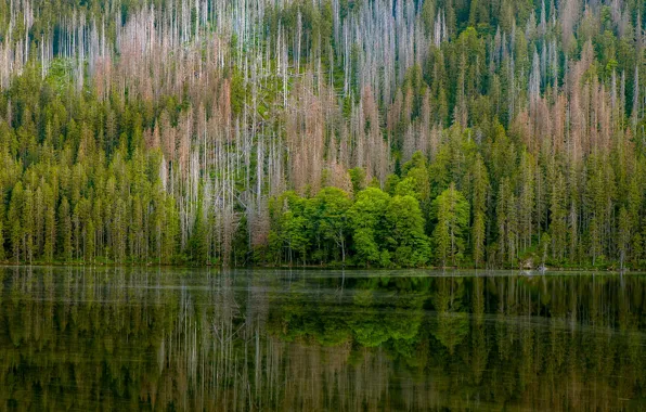 Picture forest, reflection, trees, nature, river
