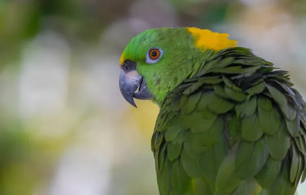 Picture look, green, background, bird, portrait, parrot, bokeh, Jaco