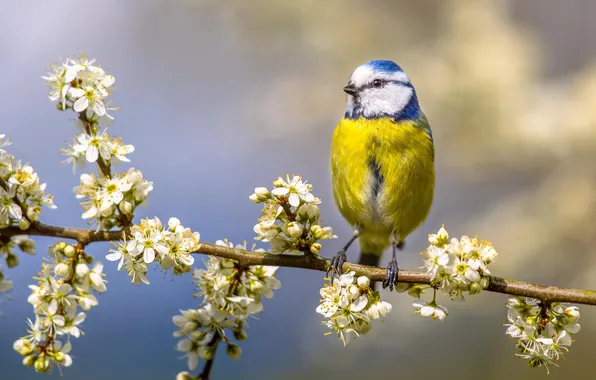 Light, flowers, bird, branch, spring, white, flowering, bokeh