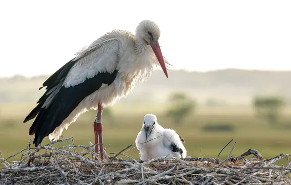 Birds, socket, storks
