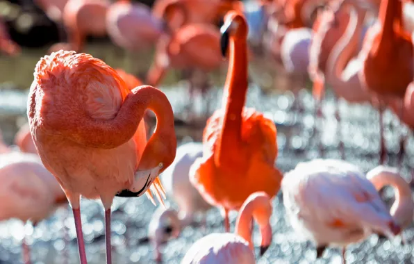 Light, birds, pack, Flamingo, pond, bokeh, pink flamingos