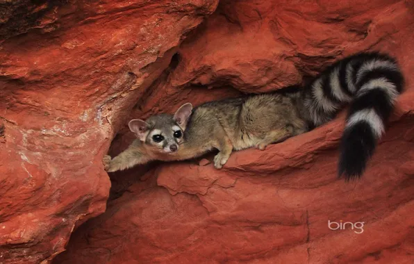 Picture mountains, rocks, muzzle, tail