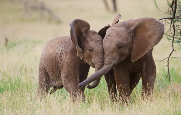 Elephants, elephants, Safari