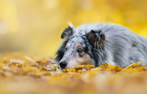 Picture autumn, look, background, foliage, dog, puppy, lies, collie