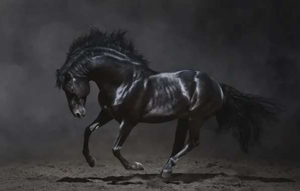 The dark background, beauty, mane, black horse