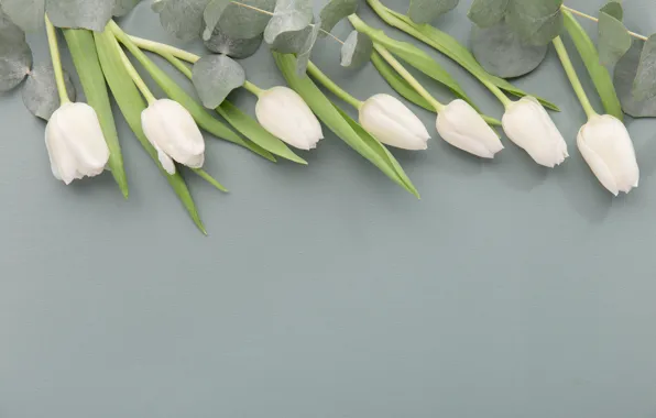Flowers, Tulips, Buds, White
