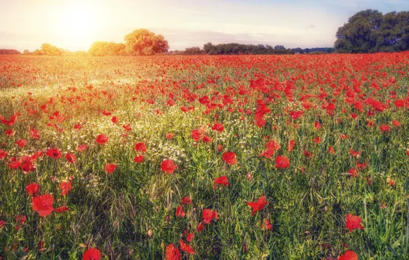 Summer, the sun, light, flowers, Maki, red, a lot, plantation