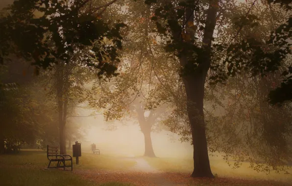 Autumn, trees, bench, fog, Park, foliage, morning, shop