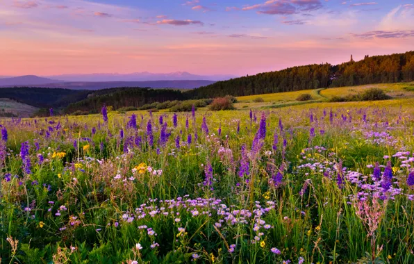 Picture flowers, meadow, Colorado, Colorado, White River Plateau