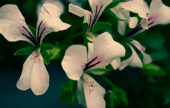 Flower, macro, flowers, plant, petals