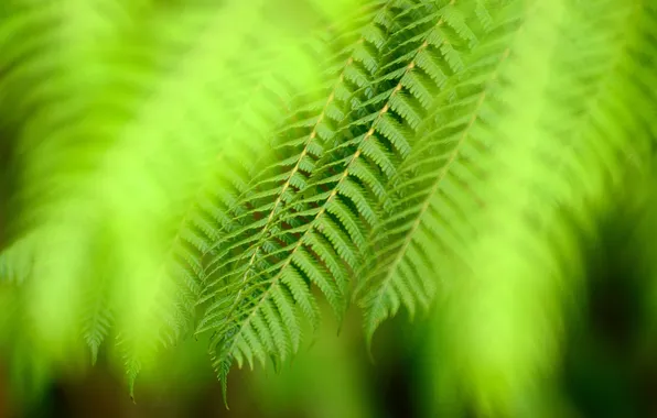 Greens, macro, plant, leaves
