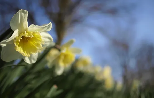 Picture flowers, spring, yellow, blur, daffodils