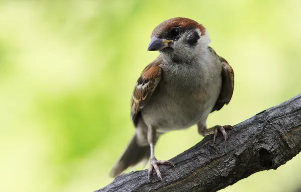 Macro, bird, branch, Sparrow