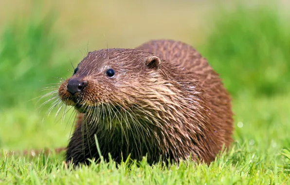 Grass, look, muzzle, Otter
