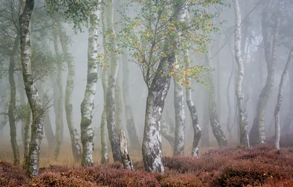 Autumn, fog, birch
