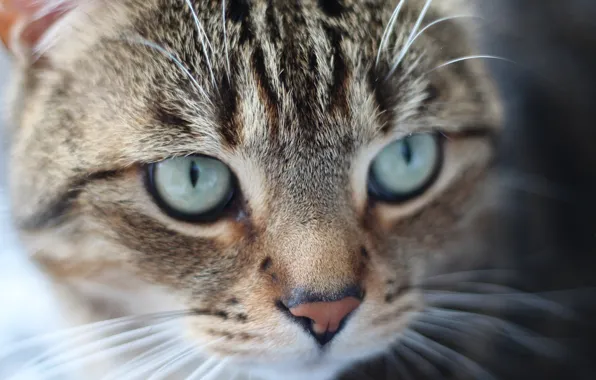 Canon, tamron, eyes, cat, macro, face, home, mustache