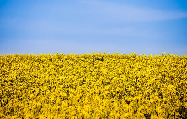 The sky, flowers, field of flowers, a field of gold