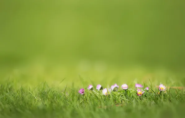 Picture summer, grass, flowers, bokeh