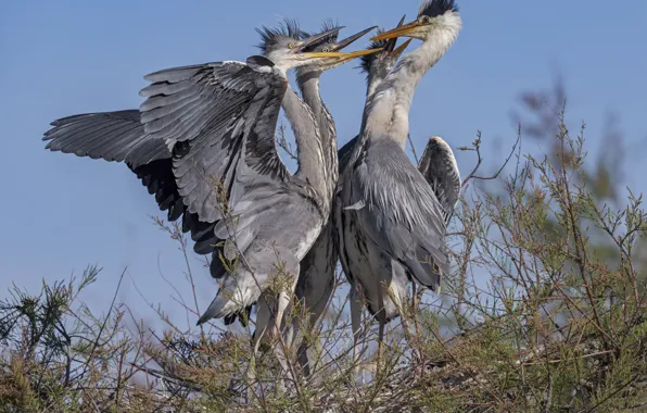 Birds, nature, socket, herons, DUELL ©