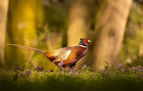Light, trees, bird, glade, pheasant