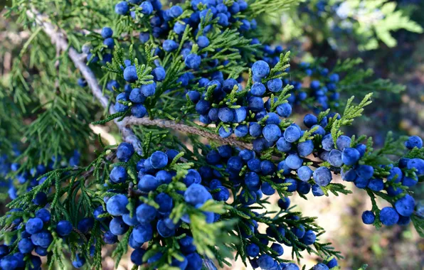 Branches, nature, berries, fruit, needles, blue, a lot, juniper