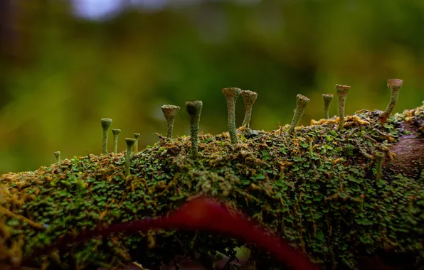 Moss, bokeh, the trunk of the tree, Kokorin Alexey, Krynochkovidnaya cladonia