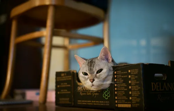 Cat, cat, look, pose, face