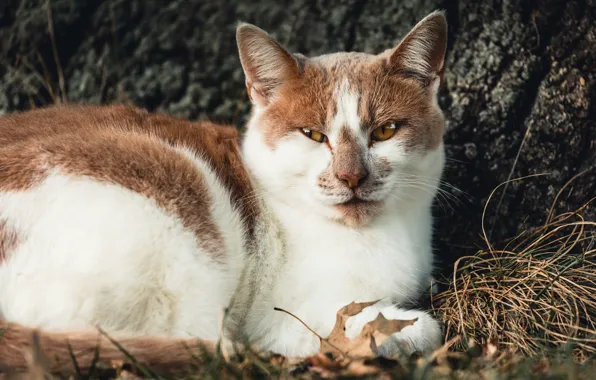 Autumn, cat, grass, cat, look, face, nature, pose