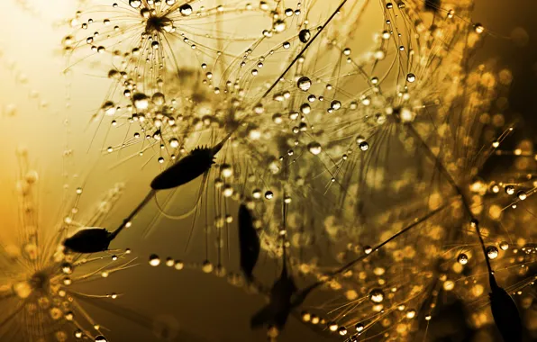 Summer, drops, macro, plant, hairs