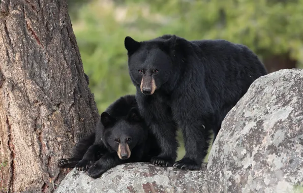 Look, pose, stones, background, tree, paws, bear, bears