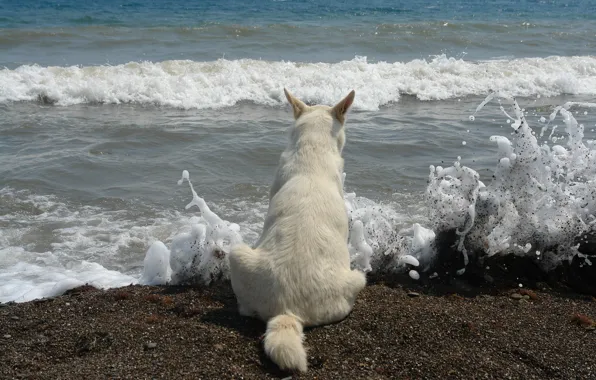Picture sea, wave, white, beach, foam, squirt, view, color