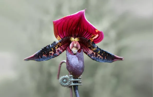 Picture macro, petals, exotic, Orchid