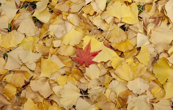 Picture autumn, leaves, background, colorful, background, autumn, leaves, autumn