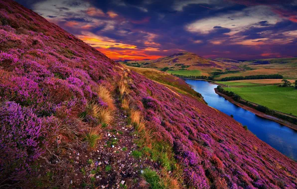 Picture colorful, river, sky, trees, landscape, nature, sunset, flowers