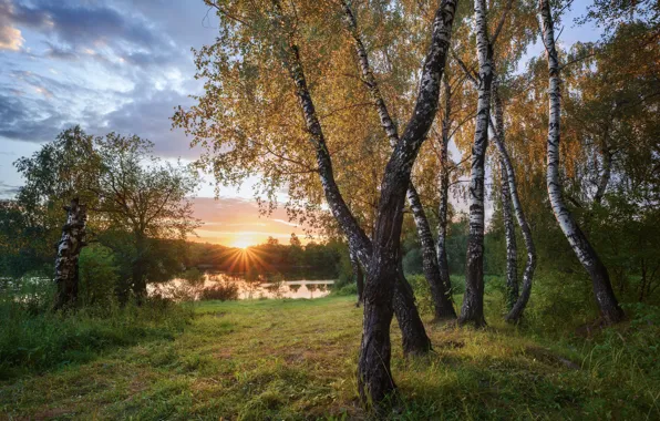 Picture summer, grass, the sun, rays, trees, landscape, sunset, nature