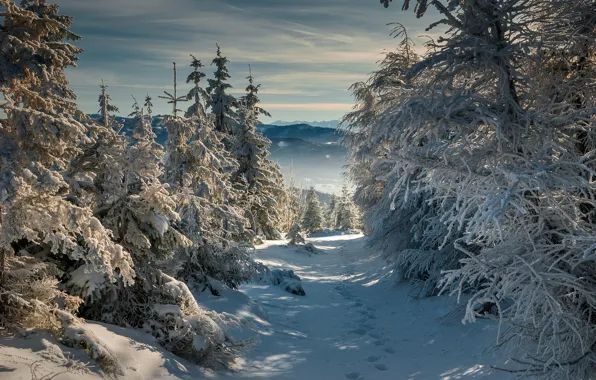 Picture winter, forest, snow, trees, landscape, mountains, traces, nature