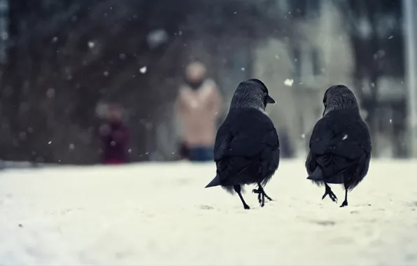 Picture winter, snow, birds, two, crows
