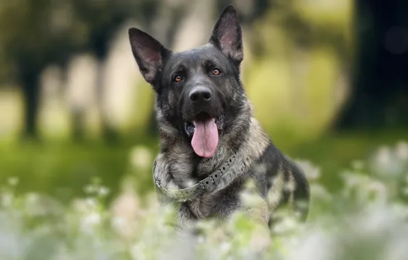 Language, background, each, dog