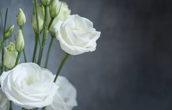 Picture flowers, bouquet, eustoma, white buds
