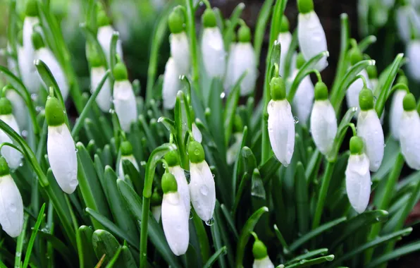Drops, flowers, Rosa, spring, snowdrops, white, buds, Bush
