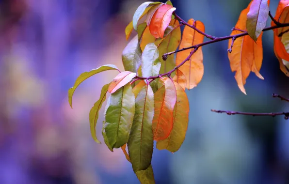 Autumn, leaves, nature, branch