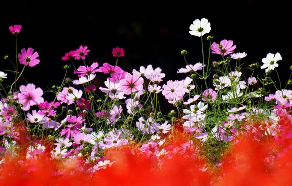Summer, flowers, nature, focus, kosmeya