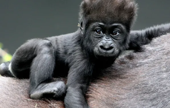 Monkey, animal, hair, wildlife, ape, primate, black baby gorilla